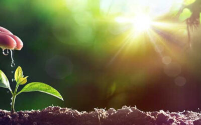 Bild med hand som vattnar liten planta som illustrerar rekryteringstrenden att arbetsbeskrivningen i platsannonser goes old school och fokuserar på resultat, mål och inflytande, något som TNG tar upp i sin årliga trendspaning 2018.