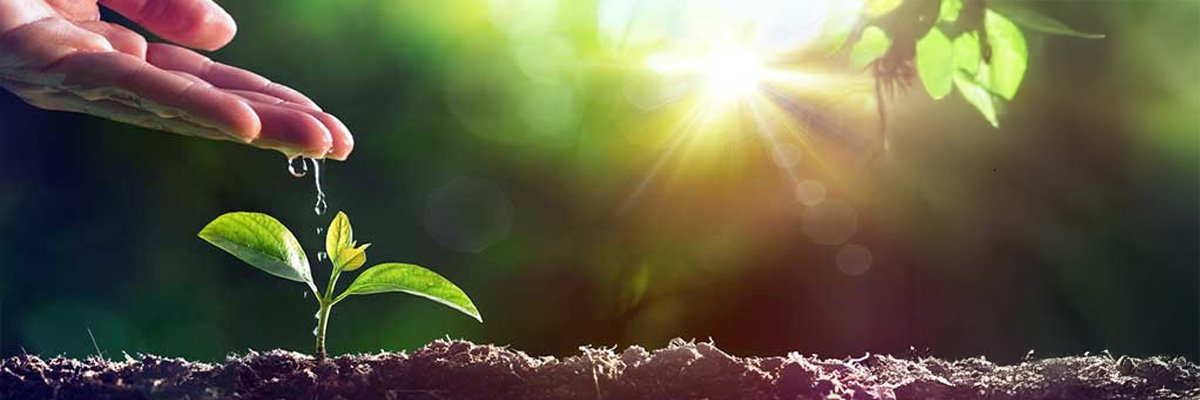 Bild med hand som vattnar liten planta som illustrerar rekryteringstrenden att arbetsbeskrivningen i platsannonser goes old school och fokuserar på resultat, mål och inflytande, något som TNG tar upp i sin årliga trendspaning 2018.