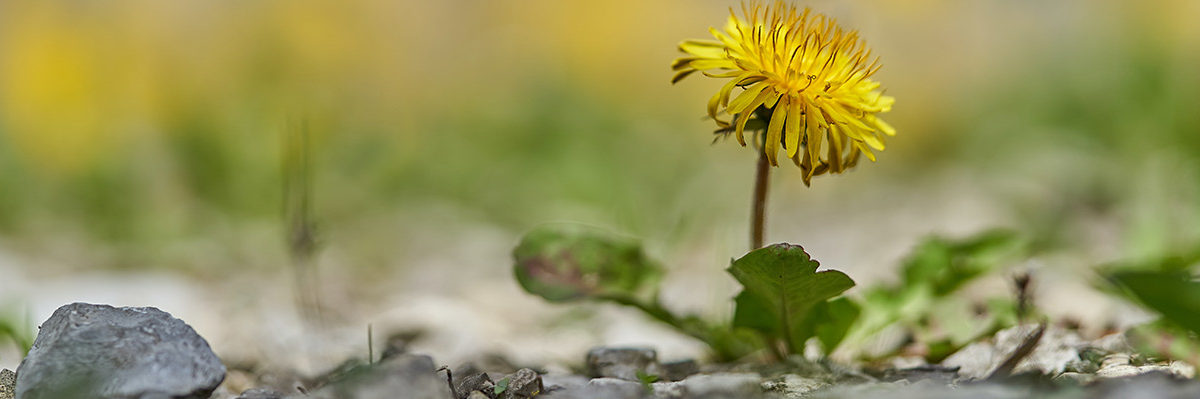 5 globala HR-trender som får ditt företag att blomstra i kris - artikel från TNG